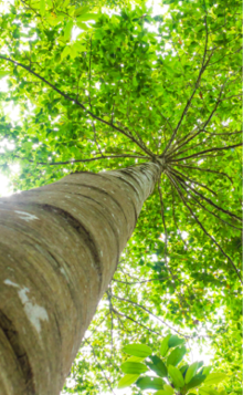 Trees can help offset the buildup of carbon dioxide in the air and reduce the greenhouse effect