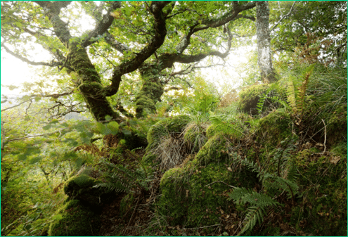 Breathtaking view of the Scottish rainforest  Mighty trees, moss, plants, fern close-up  Crinan Canal, Argyll and Bute, Scotland, UK  Dark atmospheric landscape  Travel destinations, tourism, nature